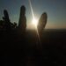 Foto da vegetação da Chapada Diamantina em primeiro plano com pôr do sol ao fundo