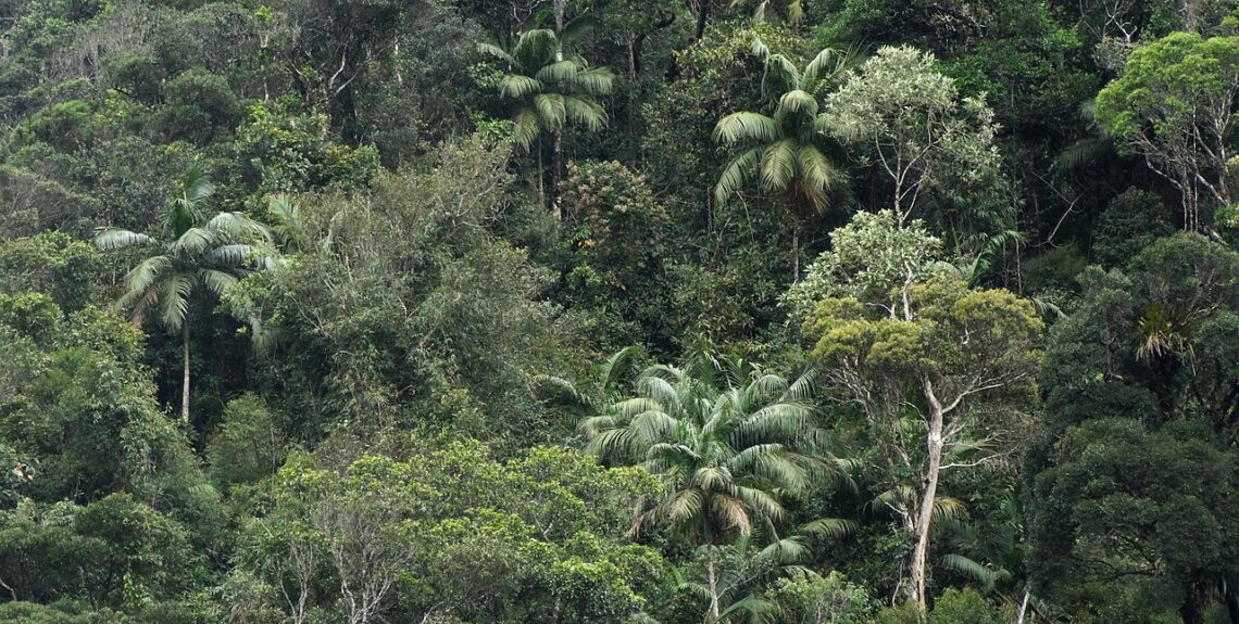 Floresta Mata Atlântica