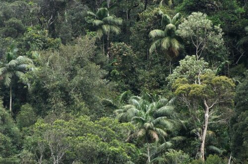 Floresta Mata Atlântica