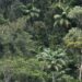 Floresta Mata Atlântica
